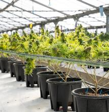 ¿Cómo usar enraizantes para cannabis?