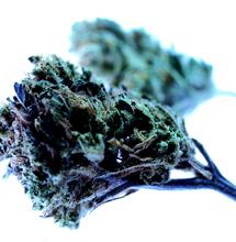 Espectro azul: más THC, azúcar y biomasa en el cultivo.