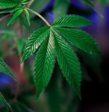 ¿Qué tan seguido fertilizar marihuana en vegetativo?