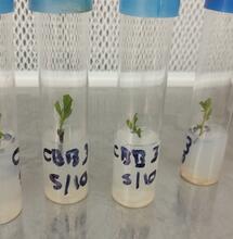 Micropropagación de la marihuana.