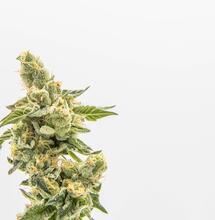 Propiedades del lantano y tierras raras en el cannabis.