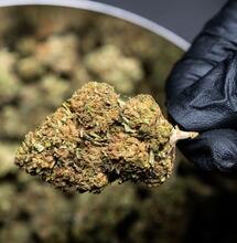 ¿Por qué el THC tiene efecto y cuál es?