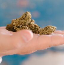 La marihuana es analgésica.