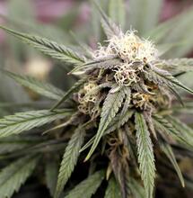 Micronutrientes de la marihuana: solución casera de ferti riego.