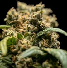 Función de nutrientes móviles e inmóviles en la marihuana