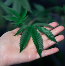 Valores de pH y EC en la marihuana.