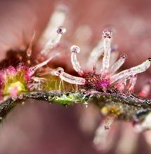 Tropicanna Poison F1 Fast Version de Sweet Seeds.