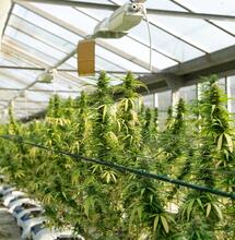 Roban 150 quilos de marihuana legal en Uruguay.