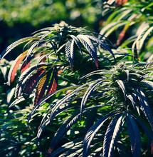 ¿Qué es la marihuana F1?