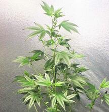 Combate plagas de marihuana con orgánicos en vez de pesticidas