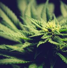 Combate el estrés del calor en la marihuana de hidroponía