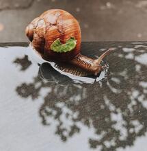 Controla caracoles en el cannabis.