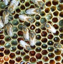 Las abejas de la marihuana. 