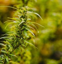 Riego de la marihuana en exterior