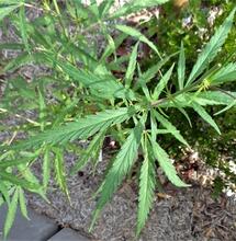 Qué es la cannabis rudelaris