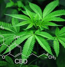 Legalisierung in Deutschland Teil VII