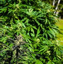 Rozpocznij uprawę na zewnątrz, w pomieszczeniu!