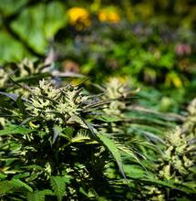 CBG Matka kannabinoidów