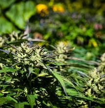 Przygotowanie roślin do kwitnienia pod słońcem