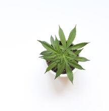 marijuana decriminalization, the MORE Act. 