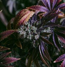 Marijuana Eligible for Reclassification, Says FDA