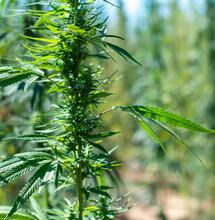 cannabis outdoors plantation.