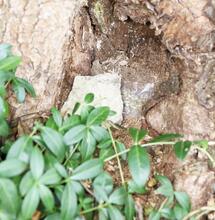 Marijuana geruchsneutral übergeben und lagern