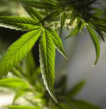 Początki banków nasiennych w Hiszpanii