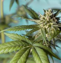 Uprawa za pomocą rozszerzalnego zestawu LED