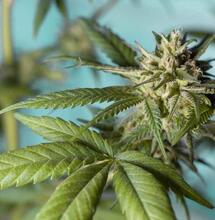 Technický průlom v osvětlení