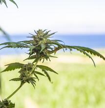 30 gramów i 4 rośliny na legalu?