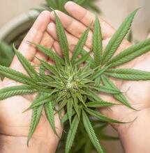 Cannabissamen kaufen: Fehler bei der Sortenwahl vermeiden