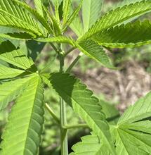 10 álbumes y canciones de marihuana con las que volar