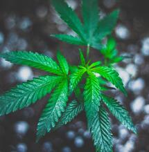 Homegrowing Marijuana Laws: Here's an Overview 