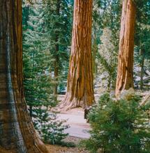 Rangers Remove 2,400 Marijuana Plants from California National Park