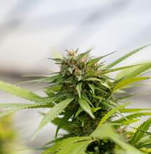 Marijuana Rescheduling Process Paused for 90 Days
