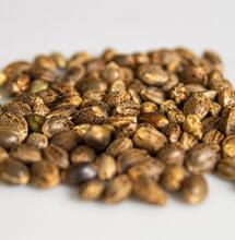 how to germinate marijuana seeds