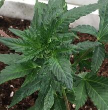 Marijuana und das Latente Hopfenviroid