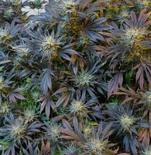 La Chilombiana hija del punto rojo colombiano