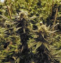 CO2 y consejos para ventilación en indoor