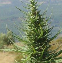 Cannabisconnect ondernemersdag