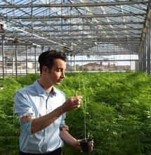 Dalla Toscana arriva la prima insalata alla cannabis, mangiandola ti curi