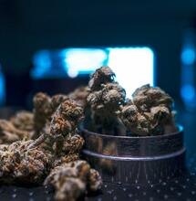 ¿Cómo cultivar cannabis de la variedad Blue Dream?