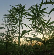 Canapa legale: svolta storica in Corte Costituzionale contro l'Articolo 18