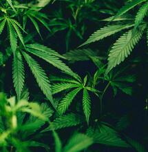 Los Grows responden: Nico Grow Discount