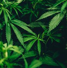 Easy Growing de Royal Queen Seeds