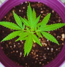 Come coltivare varietà autofiorenti