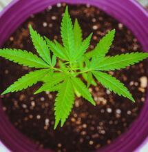 Matthew Sichkaruk Unsplash