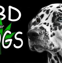 Benefits of CBD dog treats