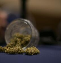 Mayan Haze: la nueva expo cannábica